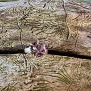 amethyst-silver-ring-textured-claw set-sandrakernsjewellery amethyst-silver-ring-textured-claw set-sandrakernsjewellery